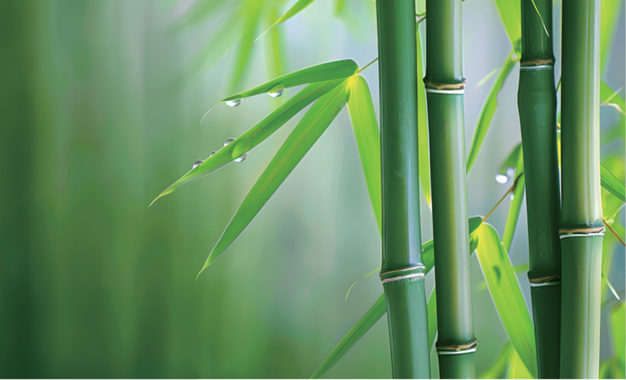 張鑫院長發明的無機膠復合竹材料與結構，為竹材在建筑結構中的應用帶來新突破